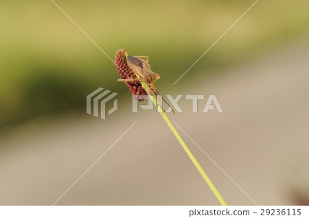 Ohtobi龜 Ohtobi龜 29236115