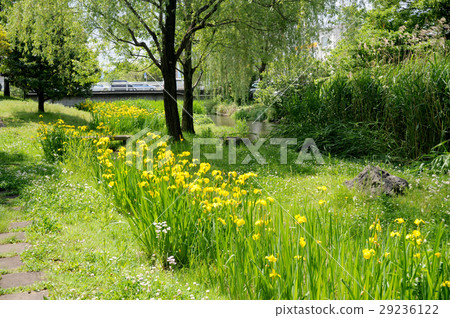 菖蒲 菖蒲 29236122