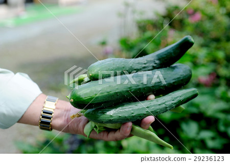 收成 收成 29236123