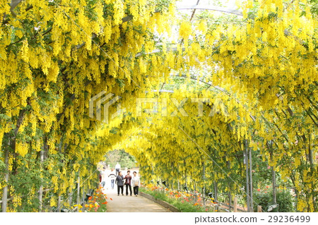 Fuji tunnel Fuji tunnel 29236499