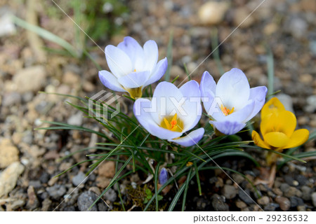 Crocus 29236532