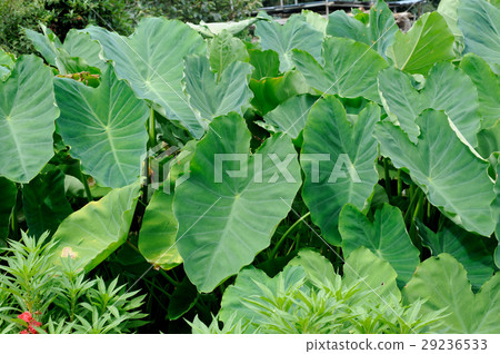 Leaves of taro 29236533