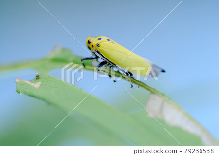 Tsunagogyo Oshoko 29236538