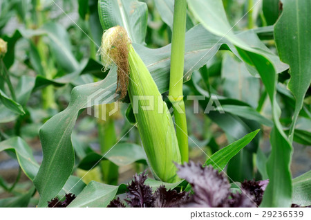 corn  29236539