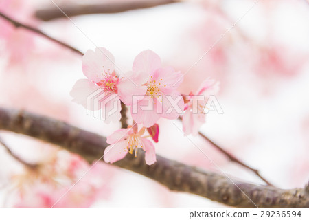 Close-up of Kawazu cherry tree 29236594