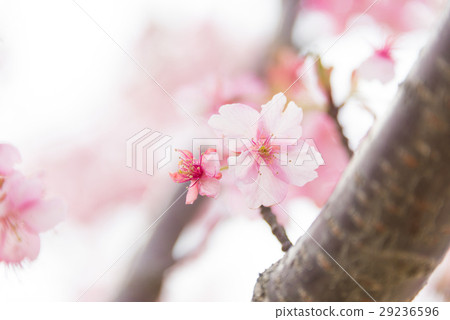 Close-up of Kawazu cherry tree 29236596