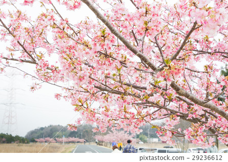 Kawazu cherry tree along the Tone River boardwalk Kawazu cherry tree along the Tone River boardwalk 29236612