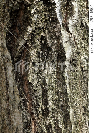 The bark of Quercus serrata 29236904