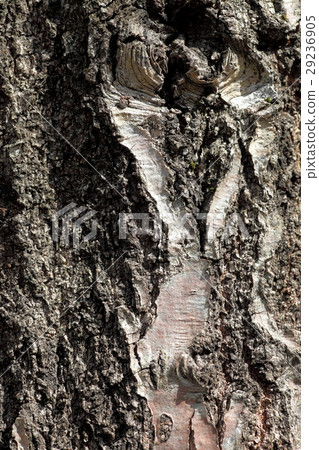 The bark of Quercus serrata 29236905