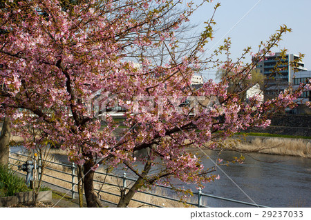Kawazu cherry tree 29237033