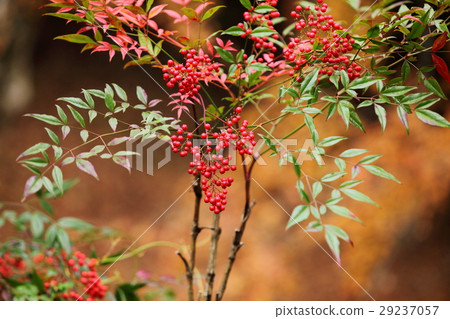 在龍脊寺南滕 29237057