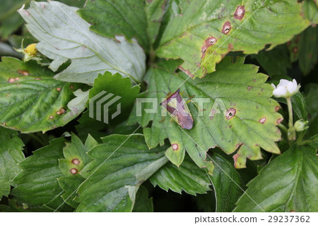 Green bedbug on green leaf with natural background Green bedbug on green leaf with natural background 29237362