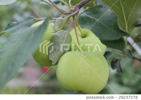 Green ripe apples on branch 20500 29237378