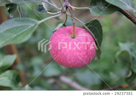 Red ripe apple on branch 20511 Red ripe apple on branch 20511 29237381