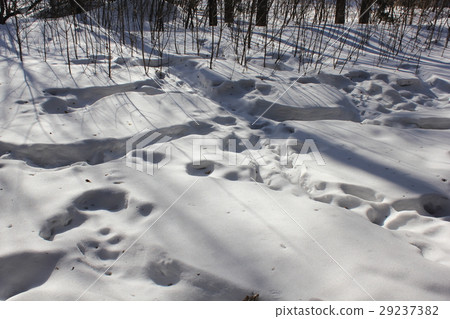 White snowy background in winter forest 30308 White snowy background in winter forest 30308 29237382