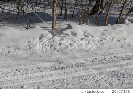 Russian winter ski Track in pine forest 30313 Russian winter ski Track in pine forest 30313 29237386