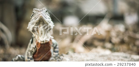 Water Dragon outside during the day. 29237840