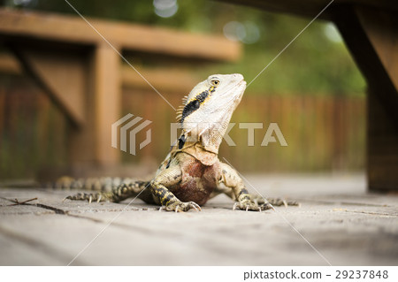 Water Dragon outside during the day. 29237848
