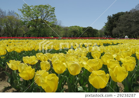 世博紀念公園自然文化公園 - 鬱金香花園 - 世博紀念公園自然文化公園 - 鬱金香花園 - 29238287