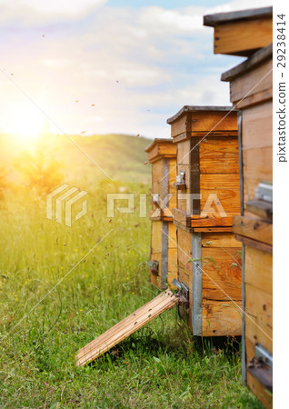 Hives of bees in the apiary. Sunrise. Hives of bees in the apiary. Sunrise. 29238414