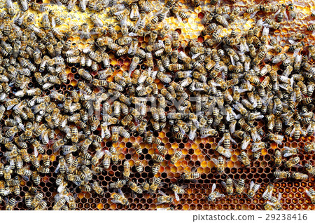 Bees on honeycomb cell pack into bee bread 29238416