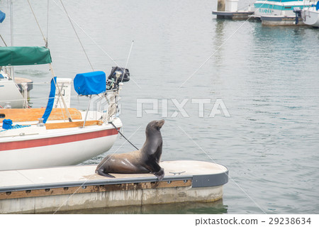 seal at pier seal at pier 29238634