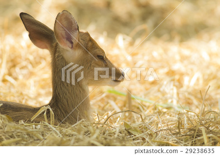 Young deer Young deer 29238635