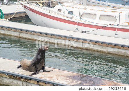 seal at pier seal at pier 29238636