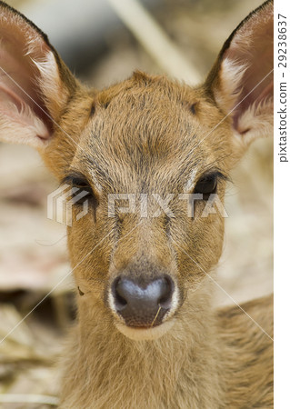 Young deer 29238637