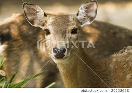 Axis deer Axis deer 29238638