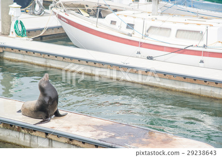 seal at pier seal at pier 29238643