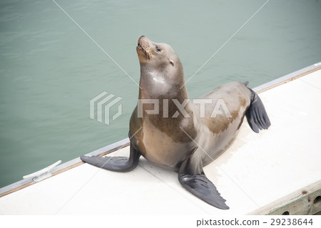 seal at pier seal at pier 29238644