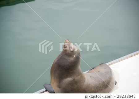 seal at pier seal at pier 29238645