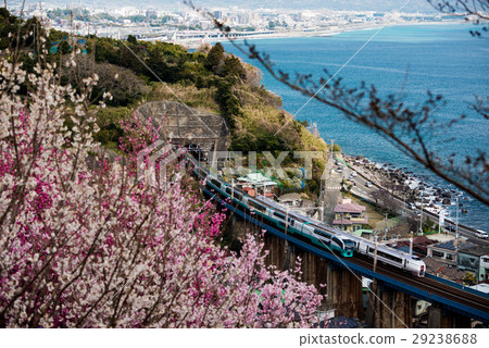 Cherry blossoms in Tokaido Cherry blossoms in Tokaido 29238688
