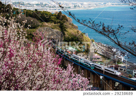 Cherry blossoms in Tokaido Cherry blossoms in Tokaido 29238689