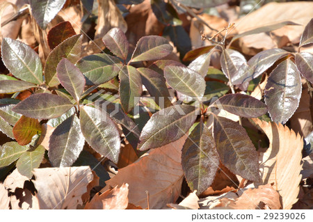 樹：Yabukoji Yabukoji家庭 29239026