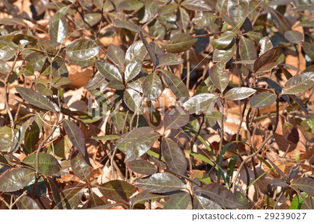 樹:Yabukoji Yabukoji家庭 樹:Yabukoji Yabukoji家庭 29239027