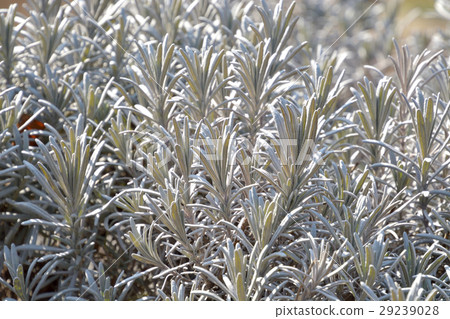 樹:Lavandin·Lavender Grosso家庭 樹:Lavandin·Lavender Grosso家庭 29239028