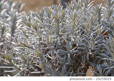 樹：Lavandin·Lavender Grosso家庭 29239029