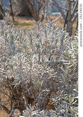 Tree: Lavandin · Lavender Grosso Family 29239030