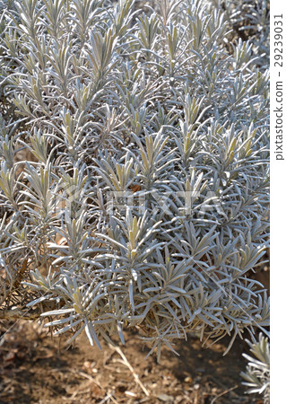 Tree: Lavandin · Lavender Grosso Family 29239031