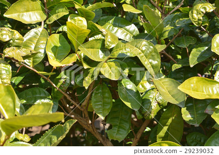 Tree: Tocha camellia 29239032