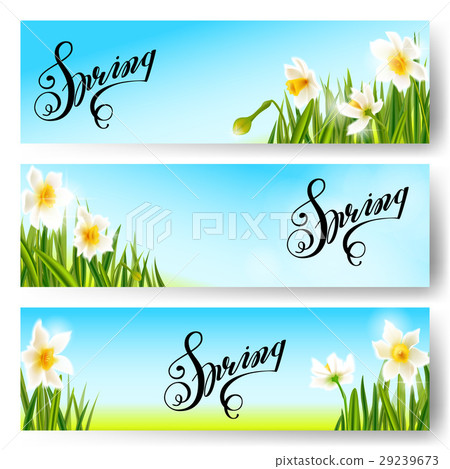 Vector spring nature background, daffodil flowers. Vector spring nature background, daffodil flowers. 29239673