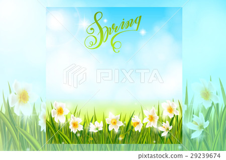Spring background with daffodil narcissus flowers 29239674