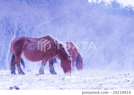 A cold horse that eats grass under snow 29239919