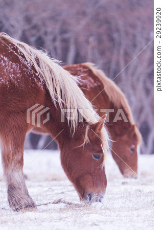 A cold horse that eats grass under snow 29239920