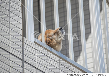 Shiba Inu trying to make a face from the veranda Shiba Inu trying to make a face from the veranda 29239927