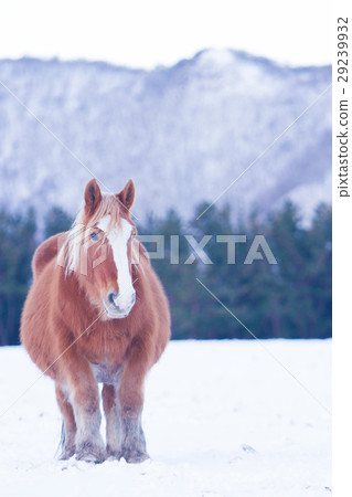 站立在多雪的領域的一匹冷的馬 29239932