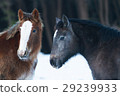 Cold horse 29239933