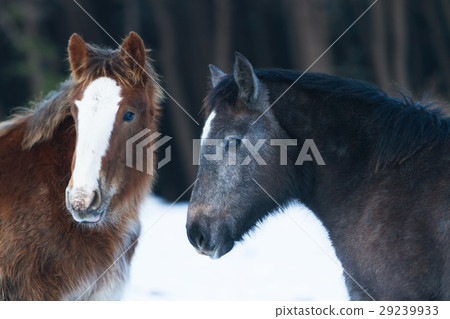 冷馬 冷馬 29239933